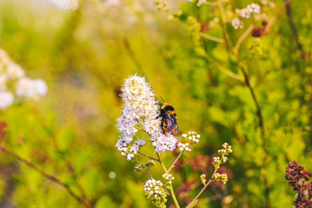Maine Part Three- Moosehead&nbsp;Lake