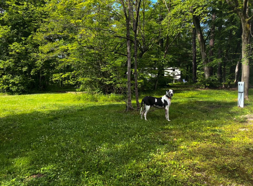 A photo of a dog in a camp site at Thousand Trails in St. Clair Michigan.