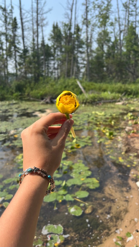 A person finding a pretty flower at the lake in Michigan on her walk by Adventurous Leila.