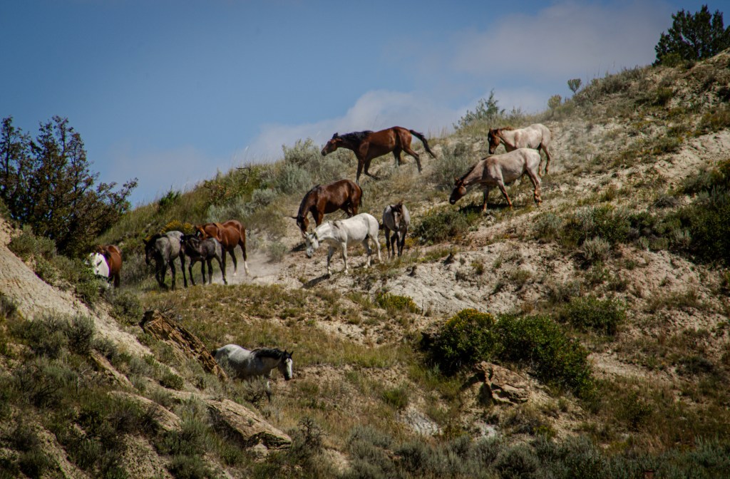 A photo of wild horses at Theodore Roosevelt national Park. By Adventurous Leila.