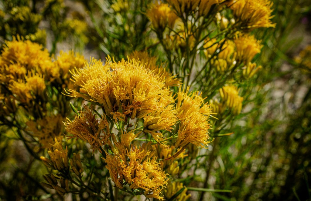 A photo of beautiful yellow flowers in copper Mountain Colorado. By Adventurous Leila.