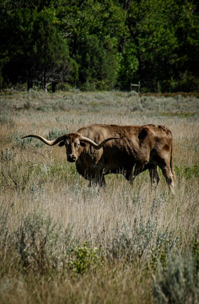A photo of a longhorn at Theodore Roosevelt national Park. By Adventurous Leila.