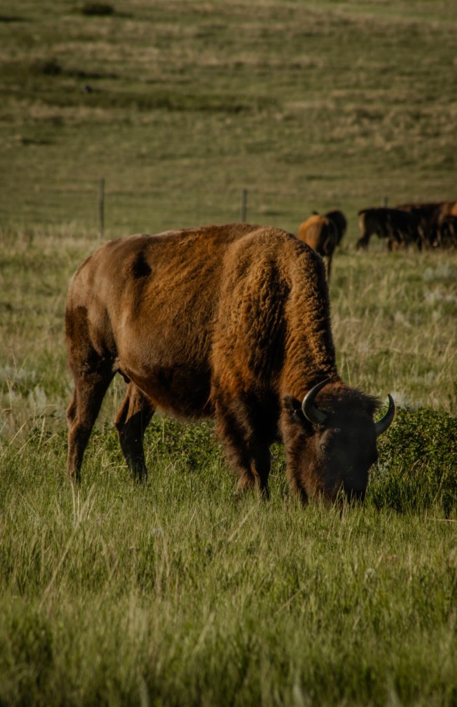 A photo of bison at Theodore Roosevelt national Park. By Adventurous Leila.